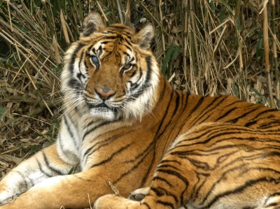 Tiger mit einem blinden Auge in Akiyoshidai Safari Land, Japan.
