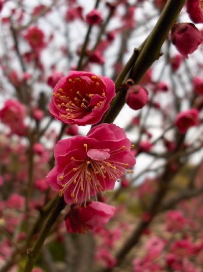 Photo of pink ume blossoms in February. Some blossoms are still closed, the open ones have yellow pistils. In the background is the grey sky, the trees don't have leaves yet.