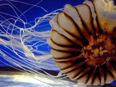 Detailed photo of a jellyfish in an aquarium that is swimming to the right bottom of it's tank.