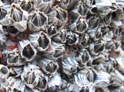 Detailed photo of grey sea shells sticking to the Itsukushima toori in Miyajima, Japan. Between them you can see some of the toori's red color. The shells look like monsters jaws.